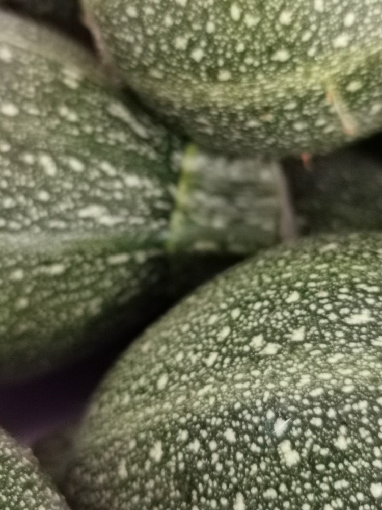 Courgettes fraîches